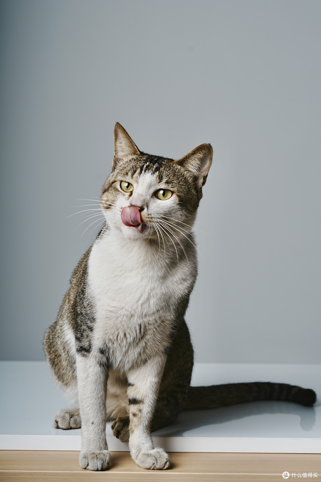 教你给猫拍写真，相机设置全解析！索尼A7M4+腾龙28200