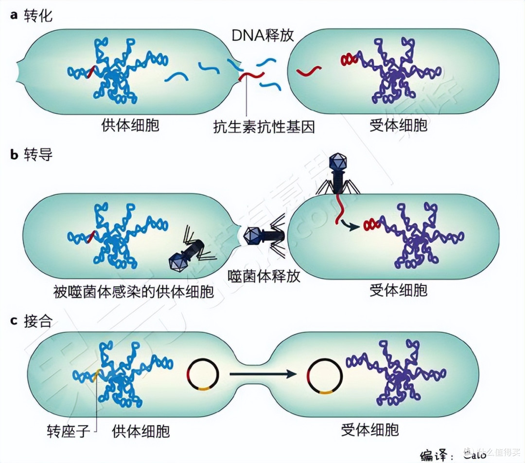 基因只能垂直传递吗？基因水平转移了解下