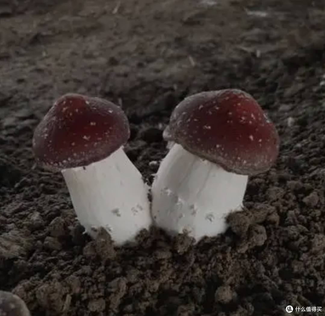 贵州原生态赤松茸：煲汤必备，鲜美无比的滋补之选