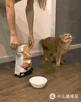 2025主食猫罐头排行榜:曼赤肯、希喂、福摩好吗?性价比测评