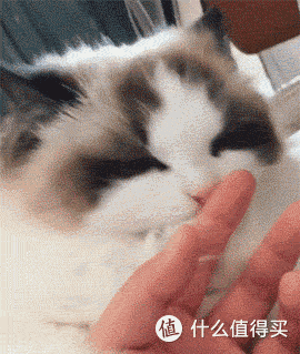 2025猫罐头最建议买的三个品牌:希喂、冠能脸谱生物猫罐头怎么样