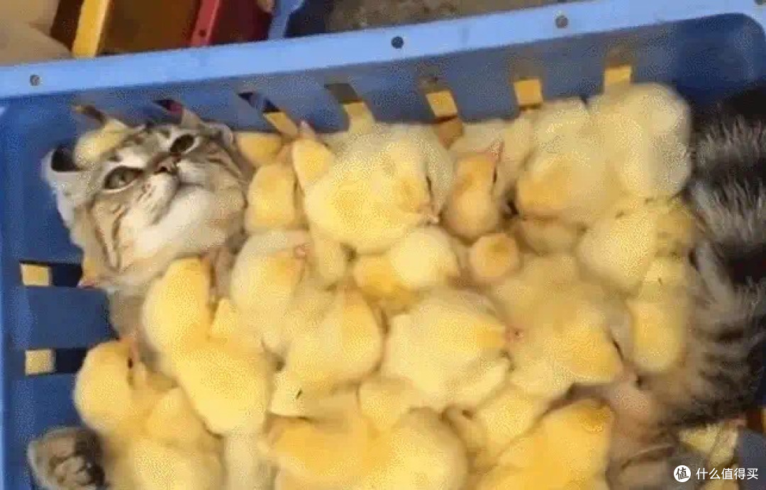 catz、希喂、喵招猫罐头怎么样?好吃吗?猫咪的主食罐头推荐!