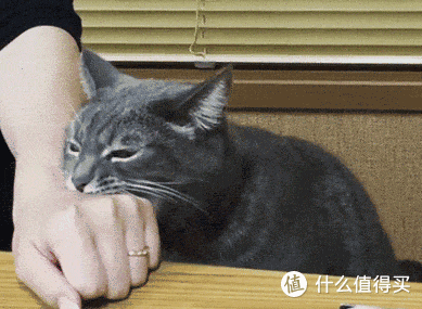 catz、希喂、喵招猫罐头怎么样?好吃吗?猫咪的主食罐头推荐!