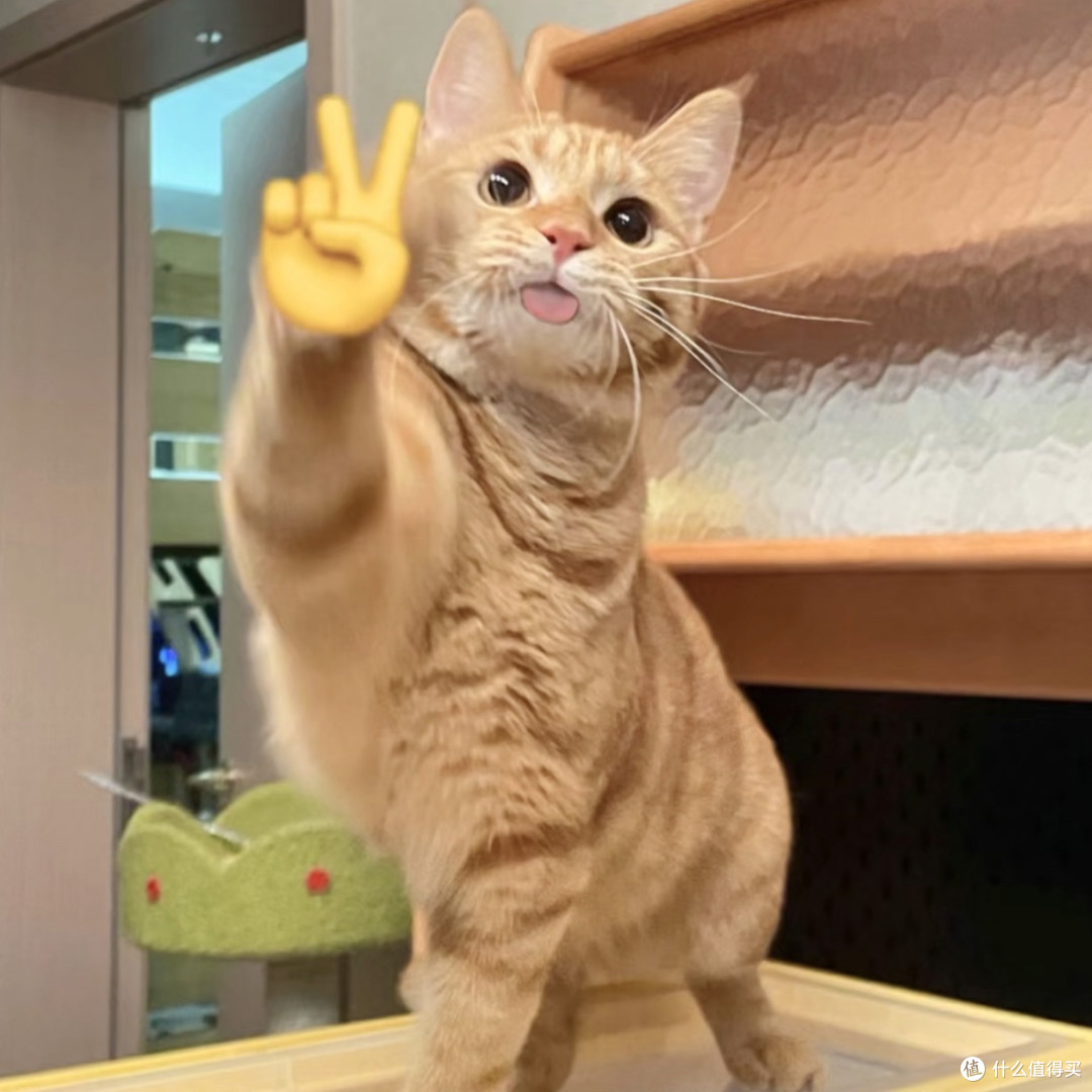 主食猫罐头推荐什么牌子?希喂、江小傲、农夫牧场猫罐头专业测评