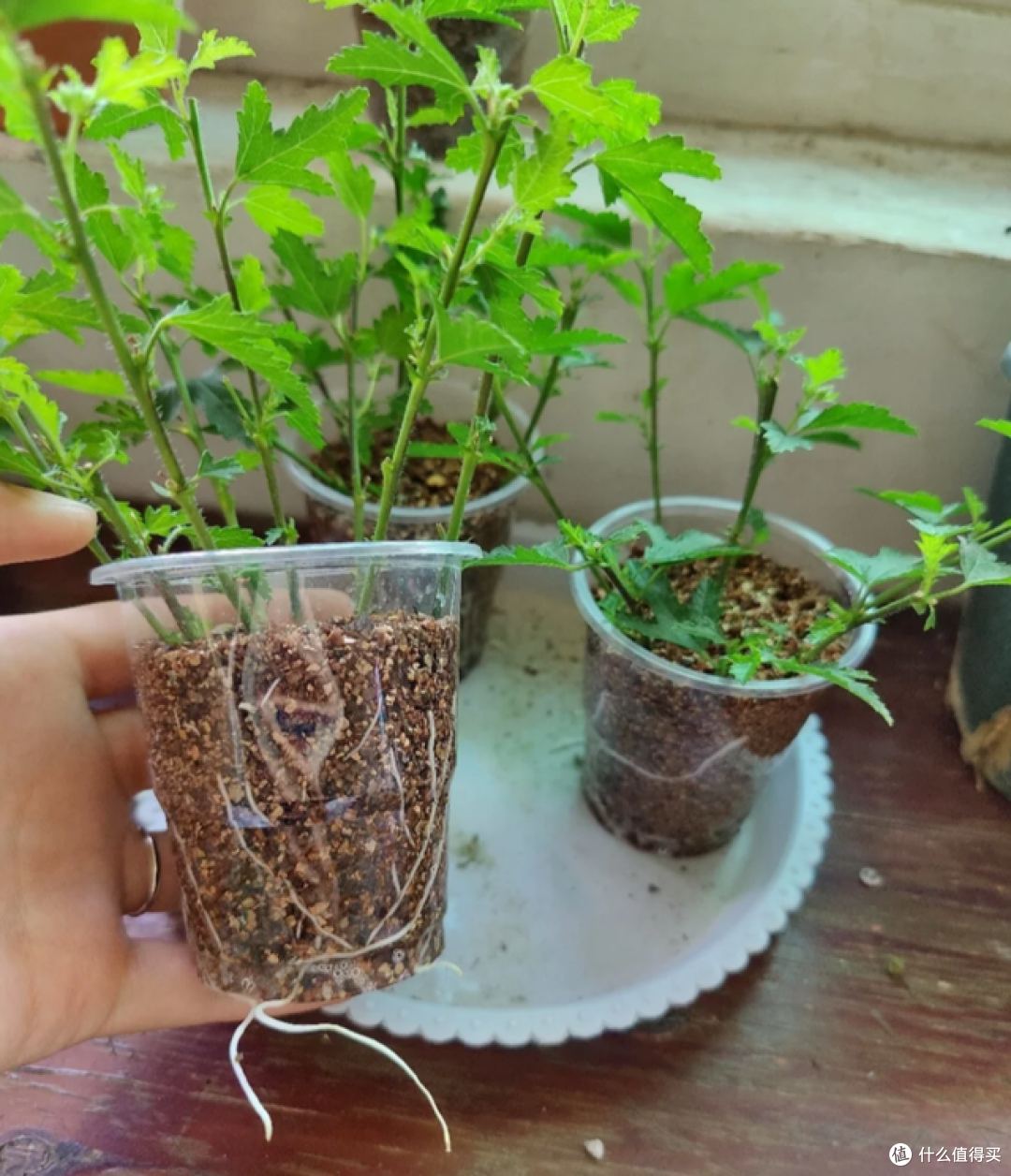这7种花“沾土就活”，趁着4月，建议大家多种一些，开花太美了