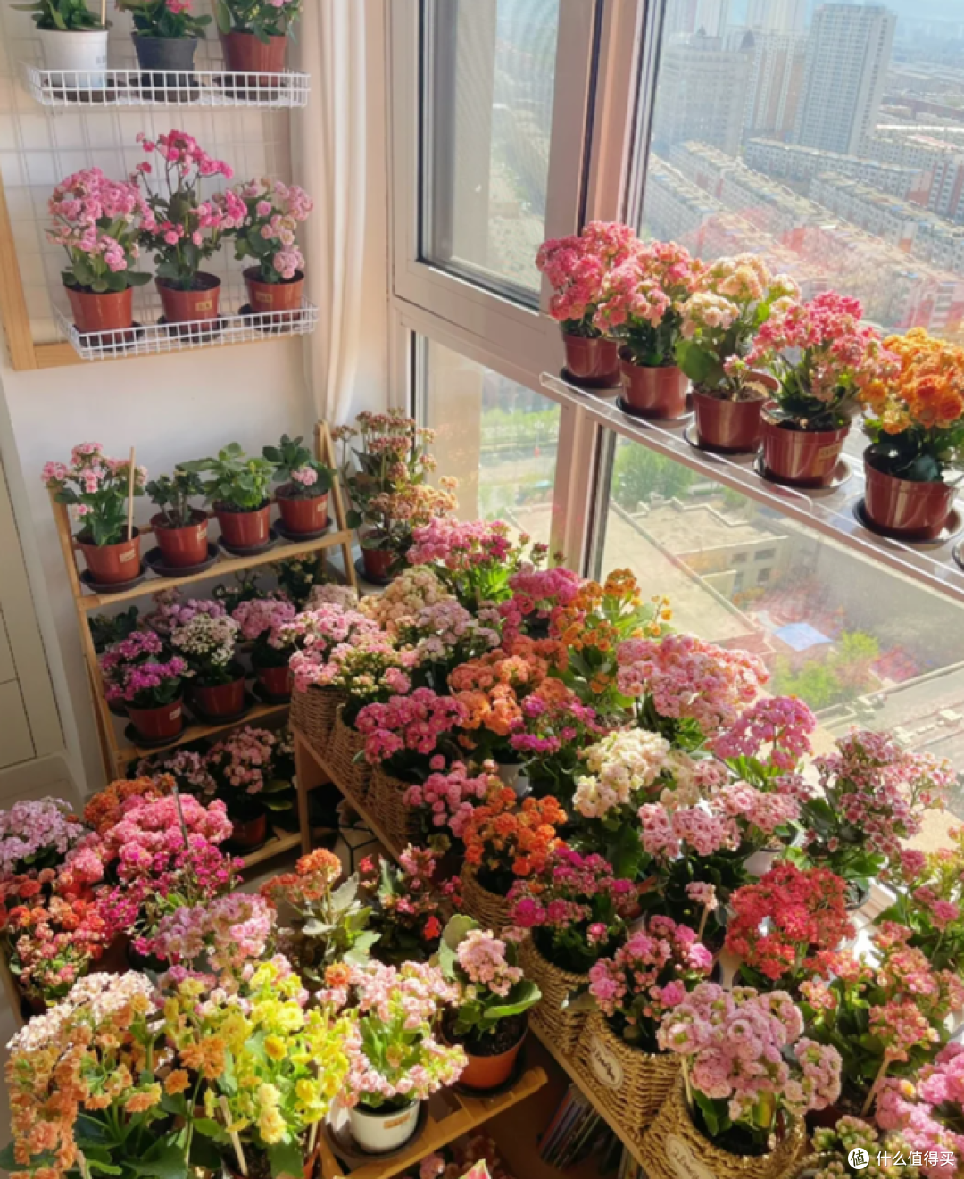 这7种花“沾土就活”，趁着4月，建议大家多种一些，开花太美了