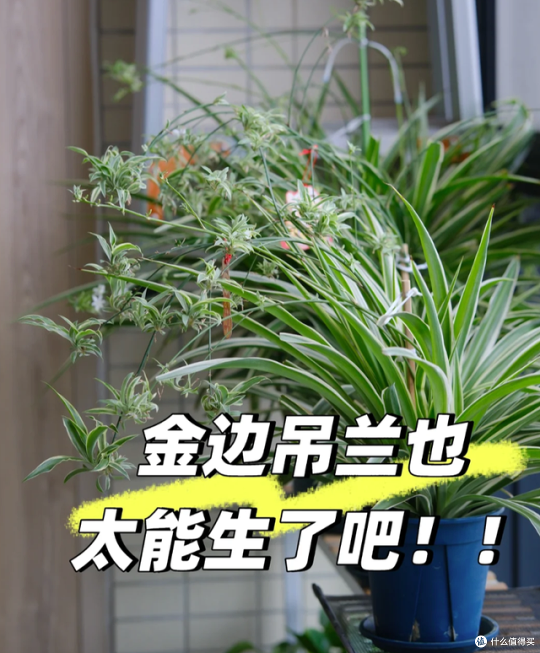 这7种花“沾土就活”，趁着4月，建议大家多种一些，开花太美了