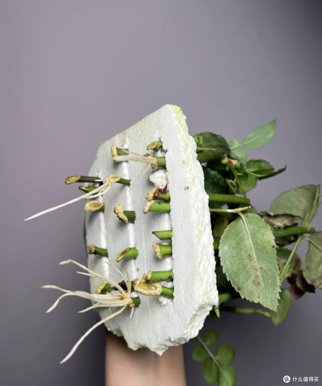这7种花“沾土就活”，趁着4月，建议大家多种一些，开花太美了