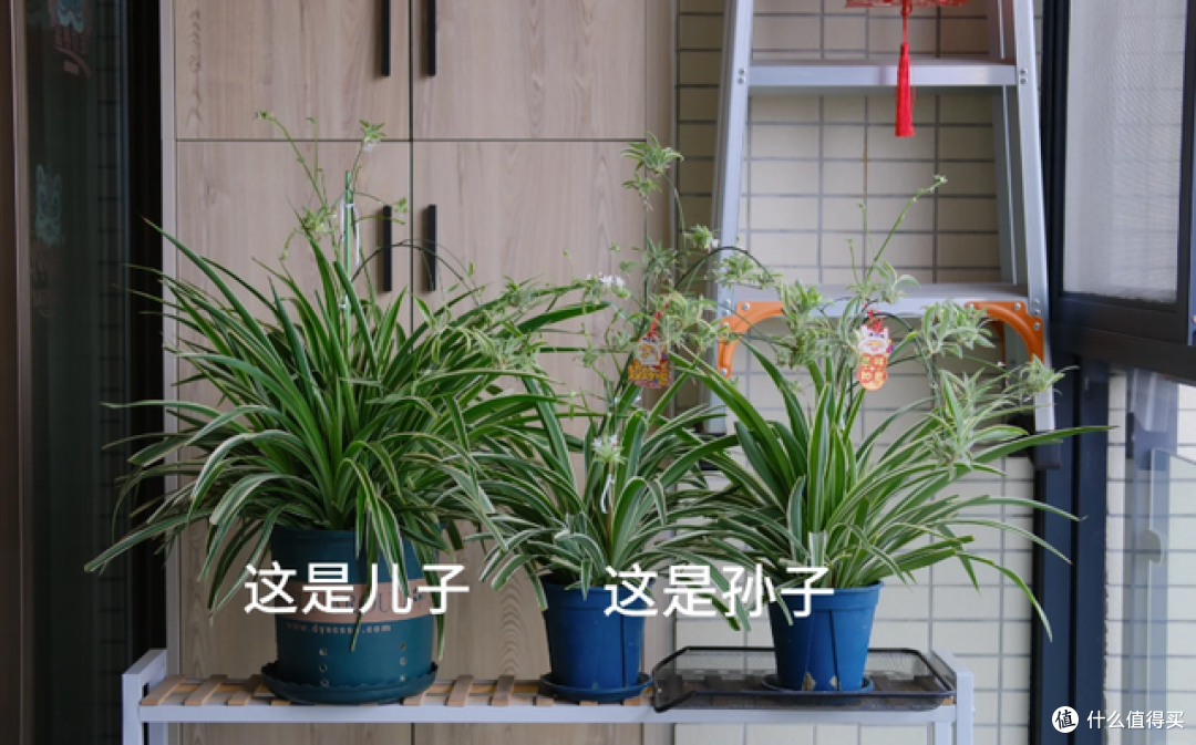 这7种花“沾土就活”，趁着4月，建议大家多种一些，开花太美了