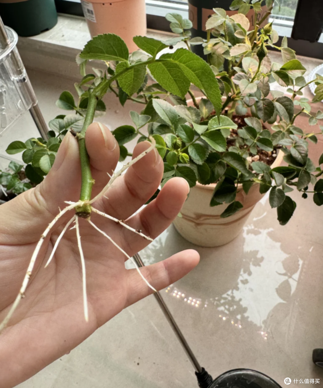 这7种花“沾土就活”，趁着4月，建议大家多种一些，开花太美了