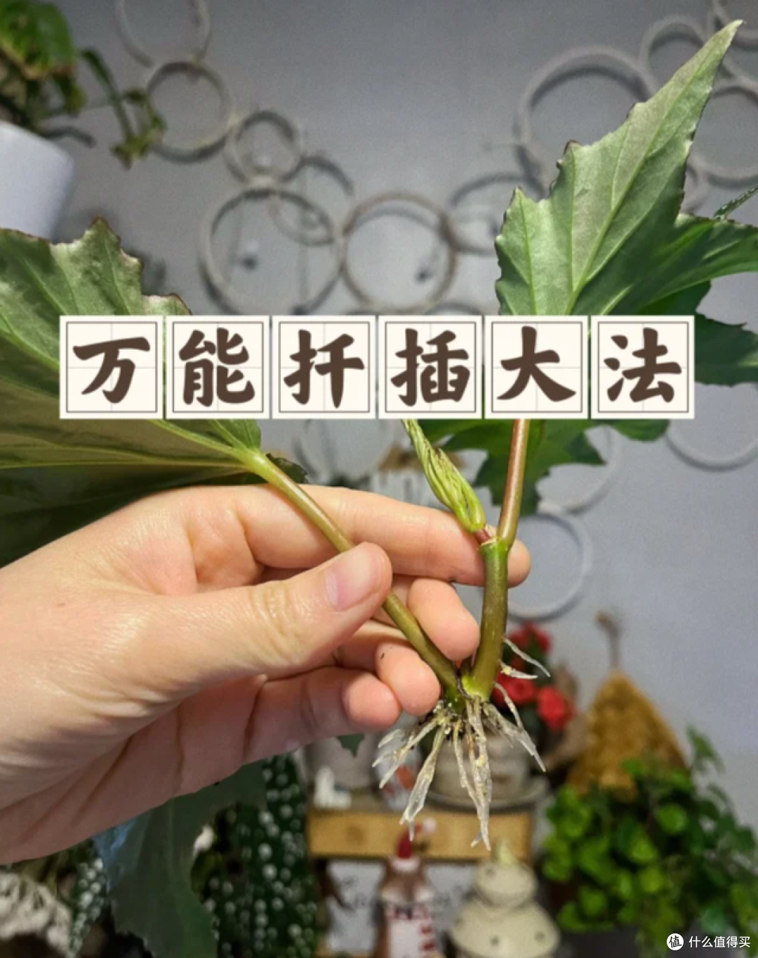 这7种花“沾土就活”，趁着4月，建议大家多种一些，开花太美了