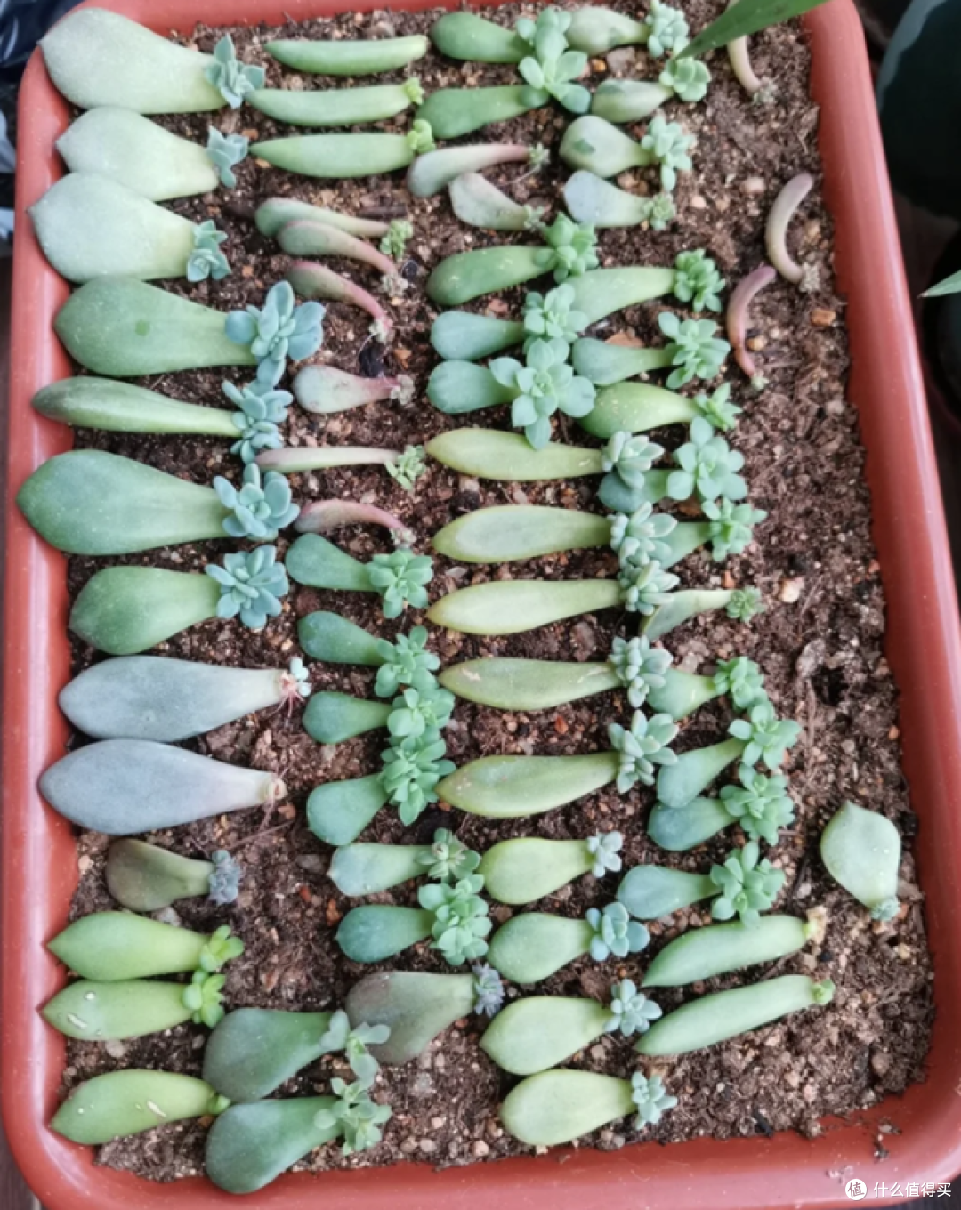 这7种花“沾土就活”，趁着4月，建议大家多种一些，开花太美了