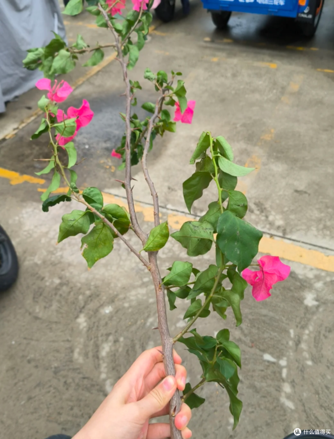 这7种花“沾土就活”，趁着4月，建议大家多种一些，开花太美了