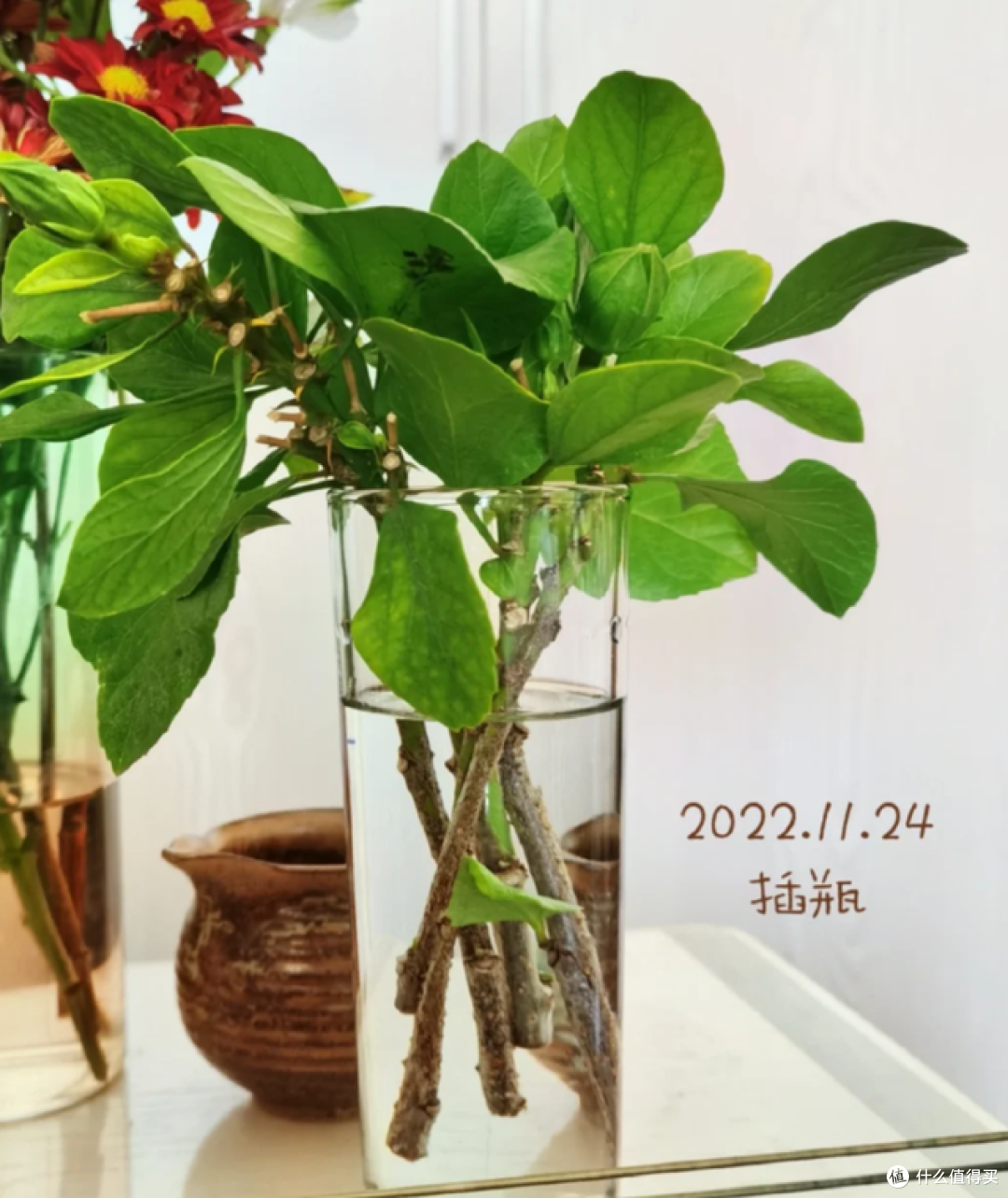这7种花“沾土就活”，趁着4月，建议大家多种一些，开花太美了