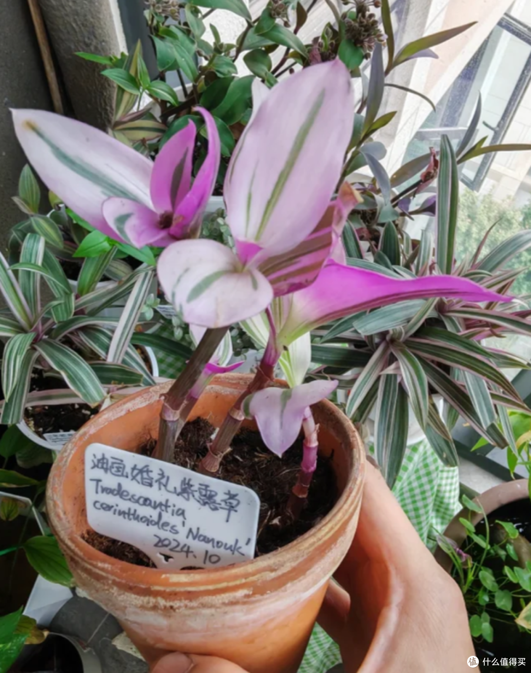 这7种花“沾土就活”，趁着4月，建议大家多种一些，开花太美了