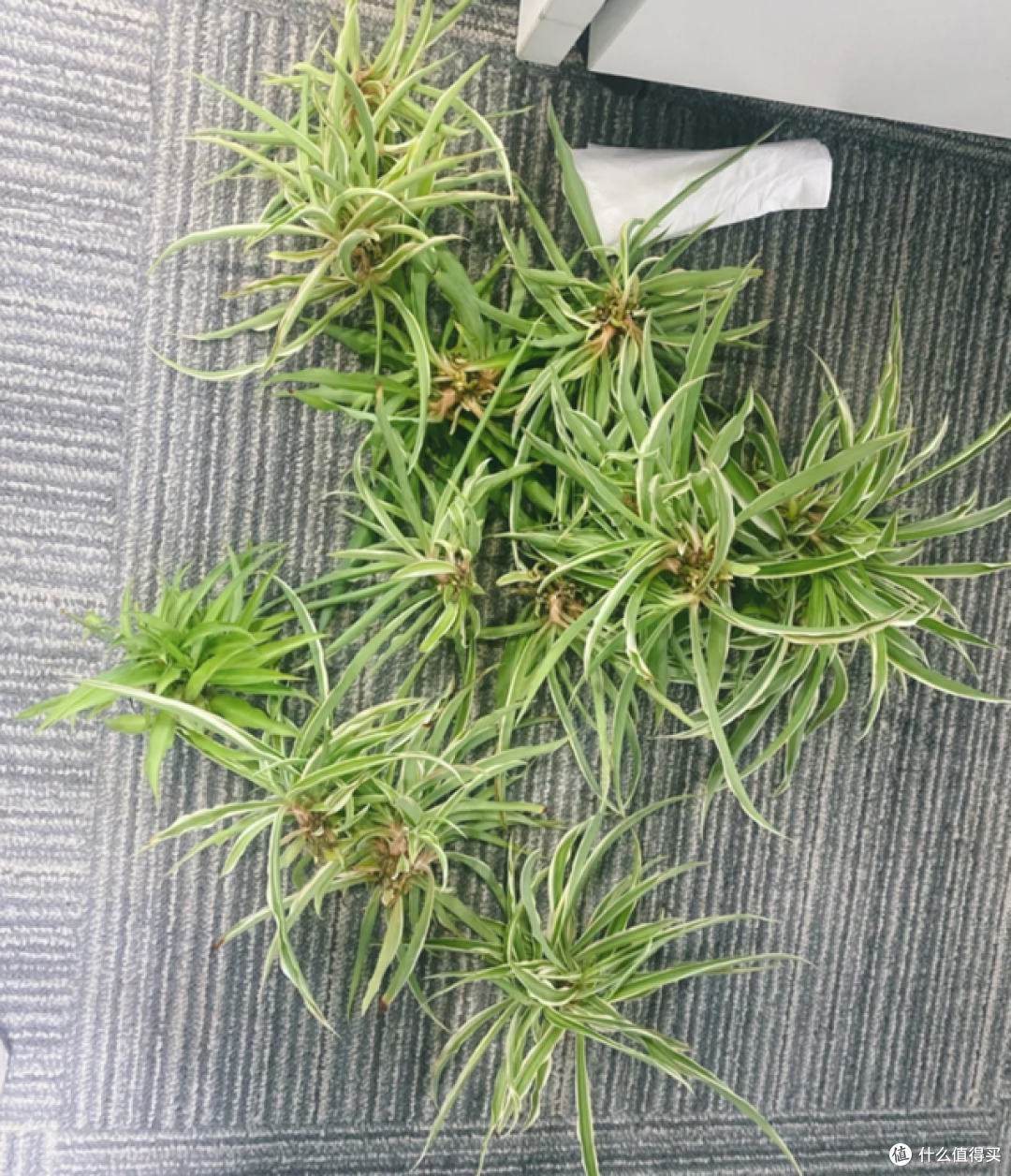 这7种花“沾土就活”，趁着4月，建议大家多种一些，开花太美了