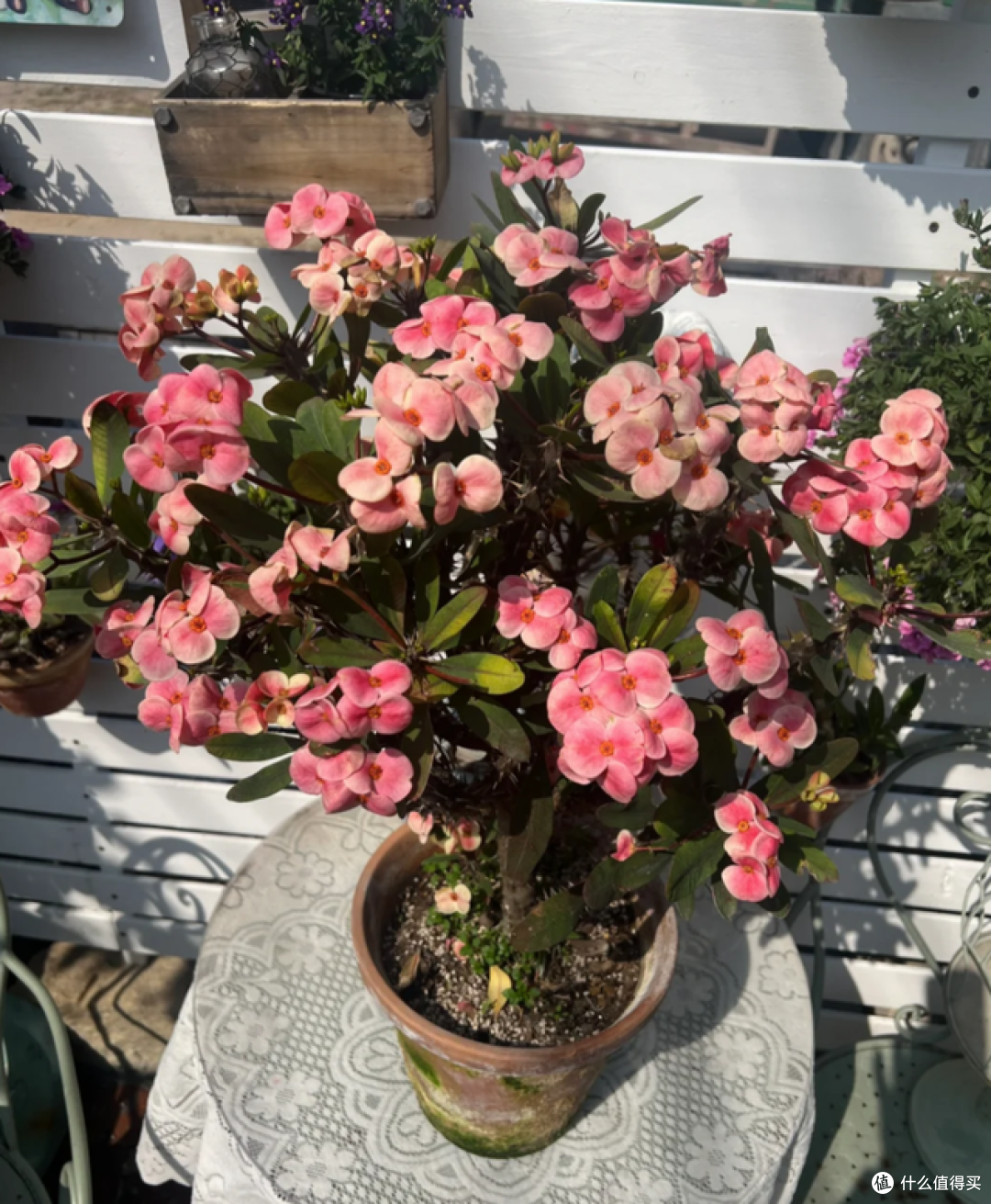 这7种花“沾土就活”，趁着4月，建议大家多种一些，开花太美了