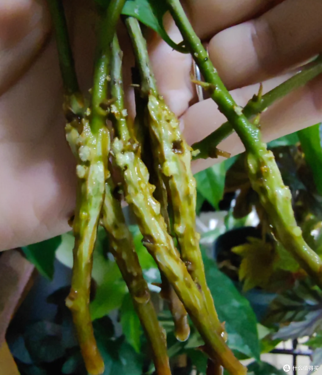 这7种花“沾土就活”，趁着4月，建议大家多种一些，开花太美了