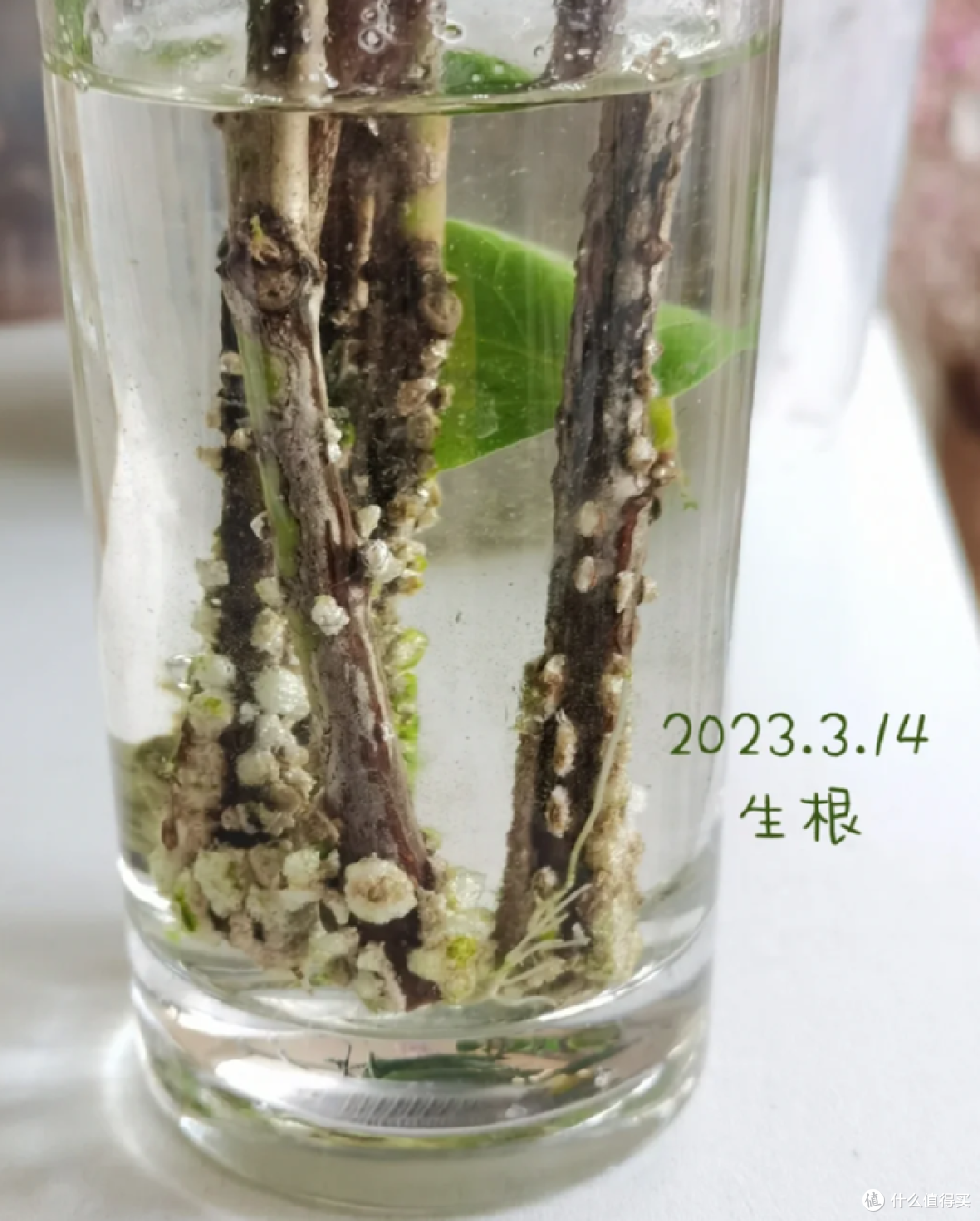 这7种花“沾土就活”，趁着4月，建议大家多种一些，开花太美了