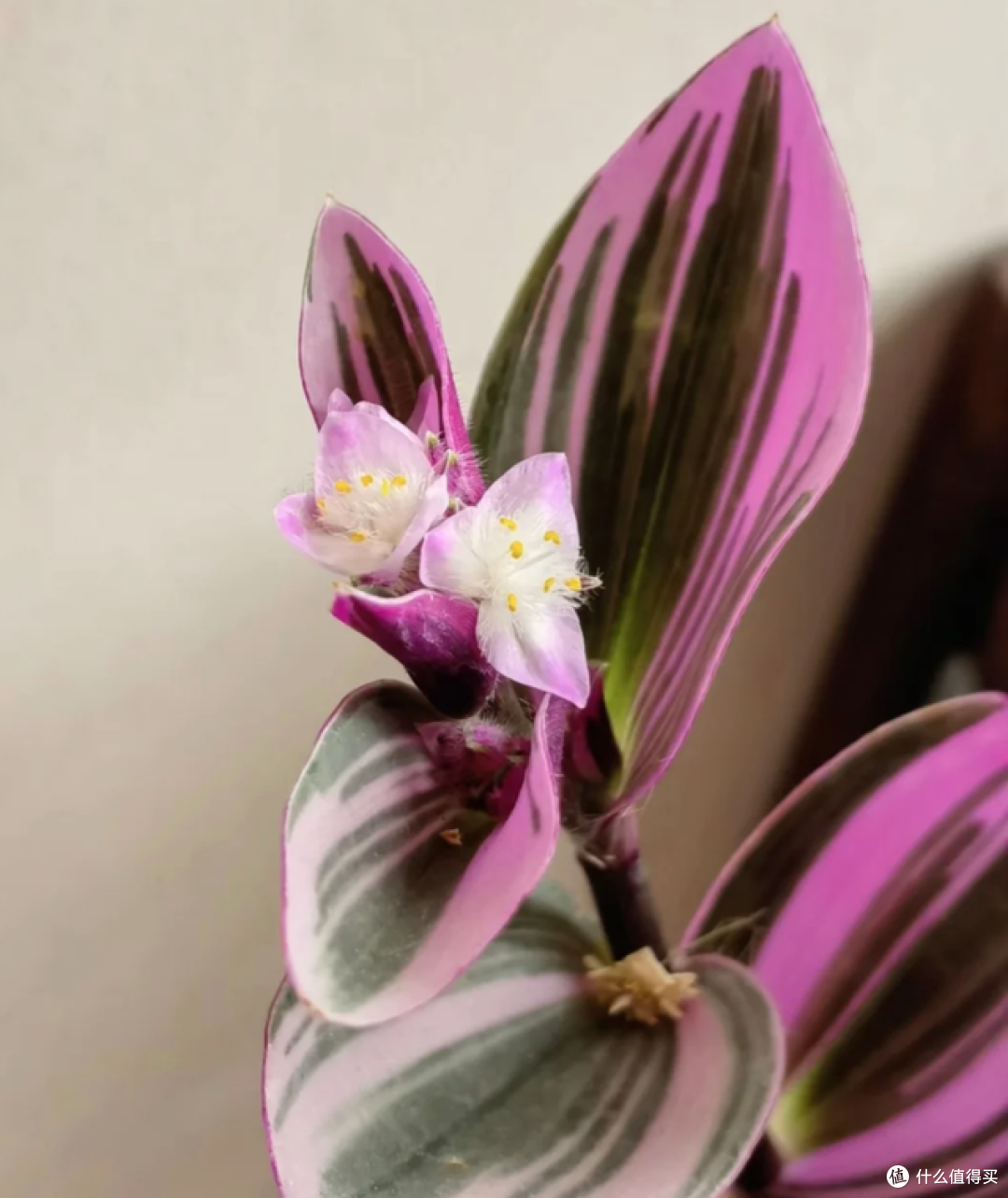 这7种花“沾土就活”，趁着4月，建议大家多种一些，开花太美了