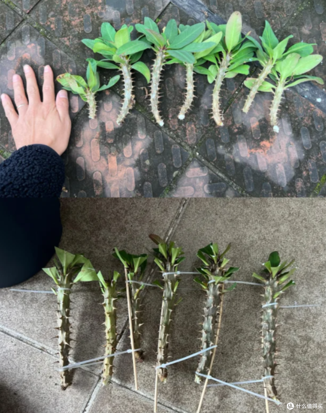 这7种花“沾土就活”，趁着4月，建议大家多种一些，开花太美了