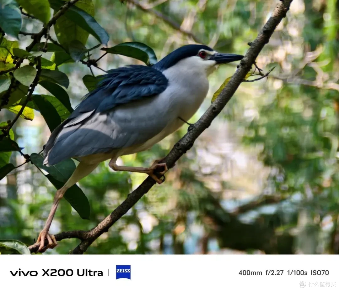 vivo X200 Ultra测评:蔡司三主摄+增距镜,效果究竟有多离谱?