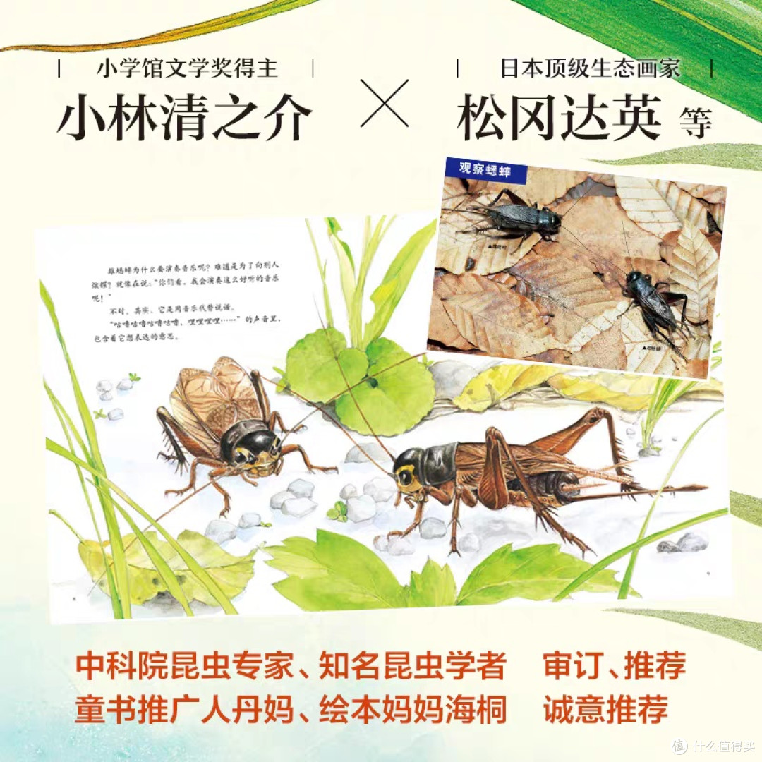 法布尔昆虫记:儿童科普绘本