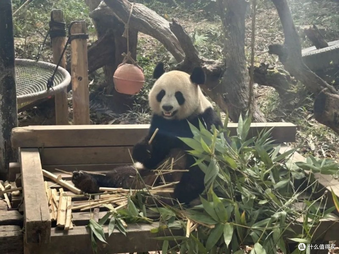 五一带娃玩转广州长隆动物园,一次轻松又不累的亲子行!