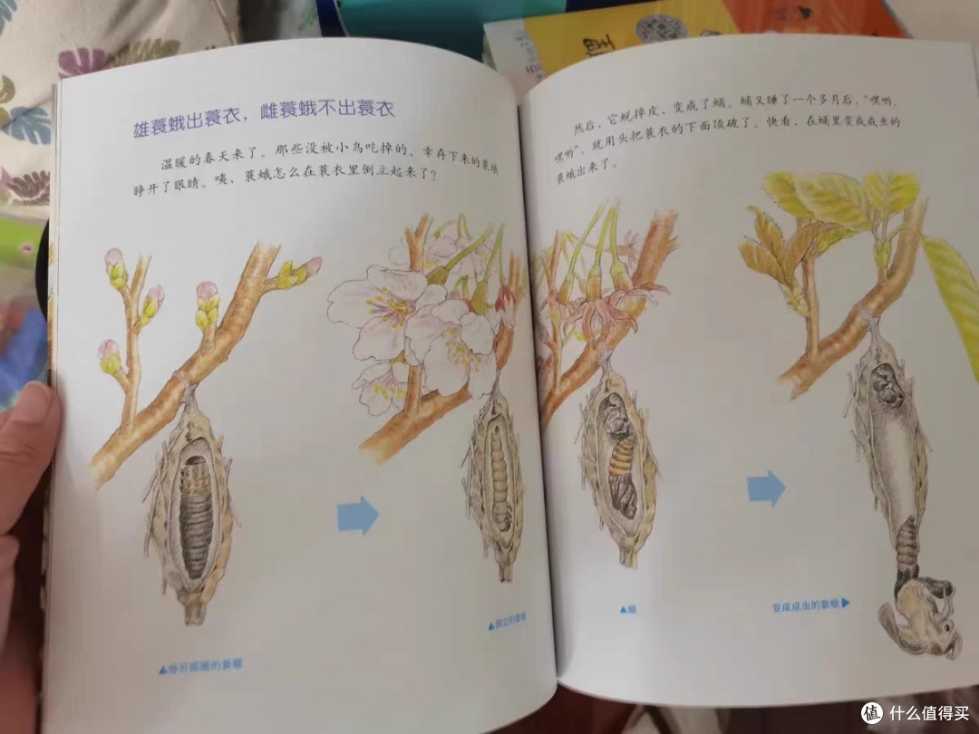 法布尔昆虫记:儿童科普绘本