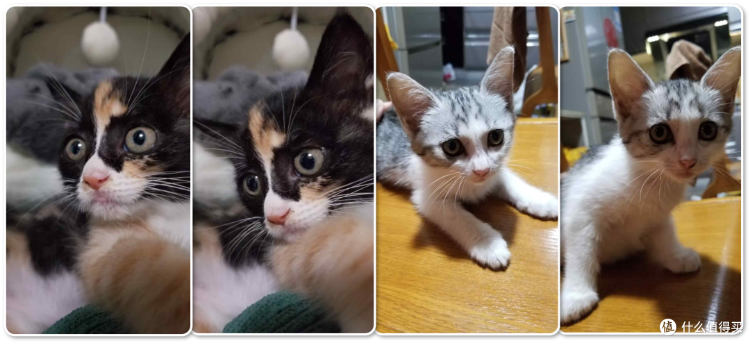 单挑6猫？满血开挂数码智慧养宠攻略，你和我之间就差这4件神器！