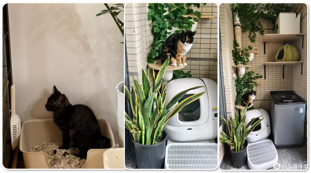 单挑6猫？满血开挂数码智慧养宠攻略，你和我之间就差这4件神器！