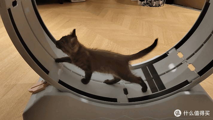 单挑6猫？满血开挂数码智慧养宠攻略，你和我之间就差这4件神器！