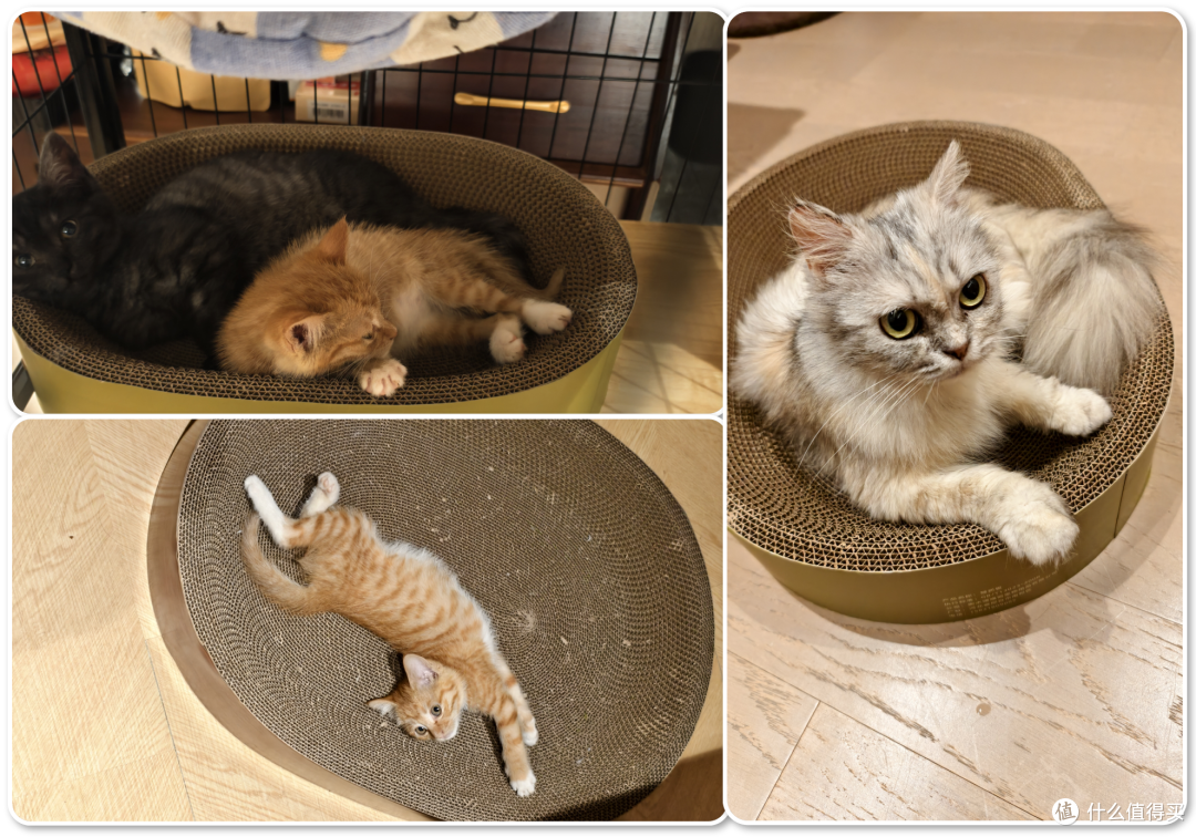 单挑6猫？满血开挂数码智慧养宠攻略，你和我之间就差这4件神器！