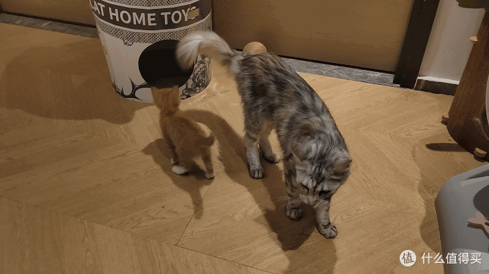 单挑6猫？满血开挂数码智慧养宠攻略，你和我之间就差这4件神器！