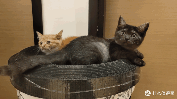 单挑6猫？满血开挂数码智慧养宠攻略，你和我之间就差这4件神器！