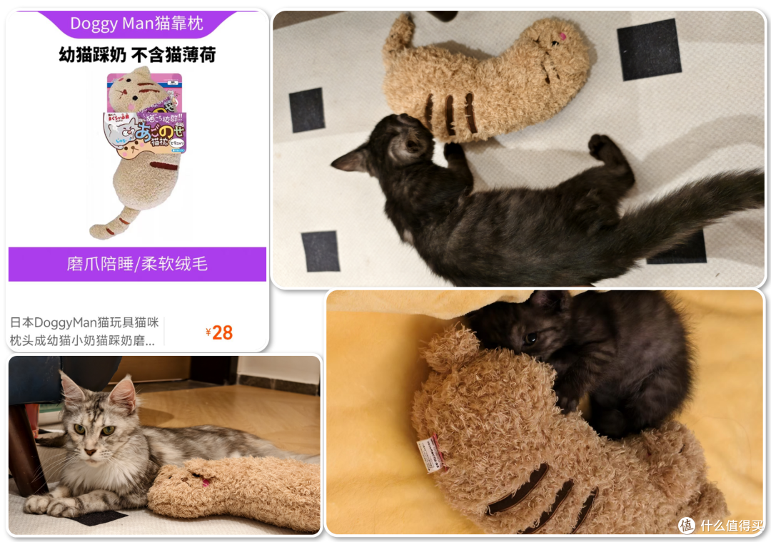 单挑6猫？满血开挂数码智慧养宠攻略，你和我之间就差这4件神器！