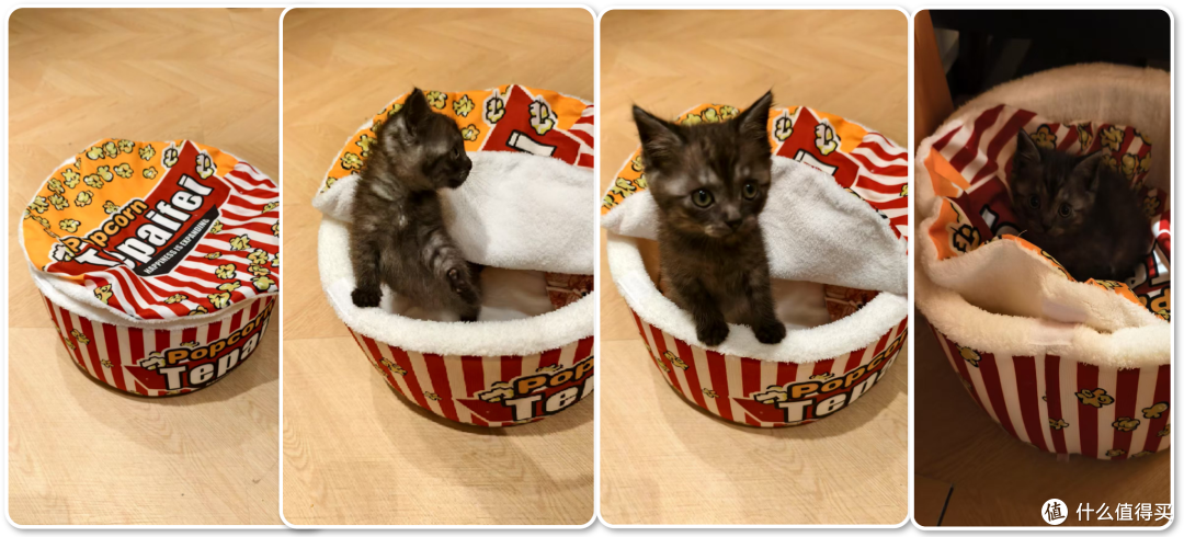 单挑6猫？满血开挂数码智慧养宠攻略，你和我之间就差这4件神器！