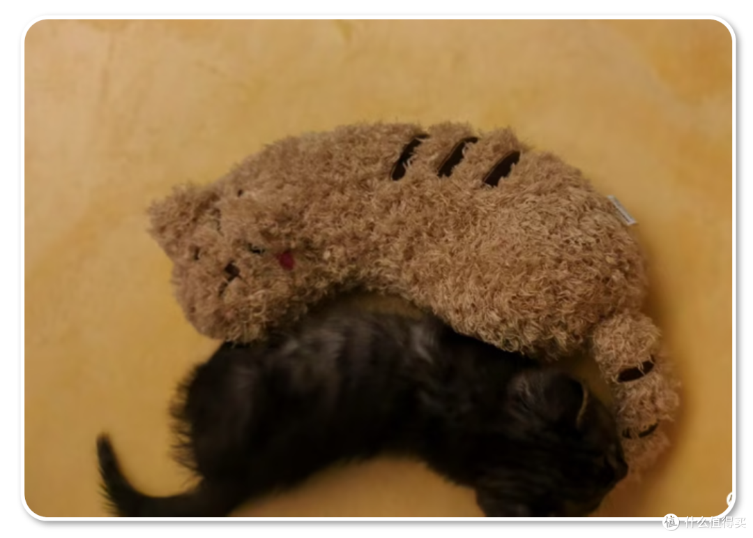 单挑6猫？满血开挂数码智慧养宠攻略，你和我之间就差这4件神器！