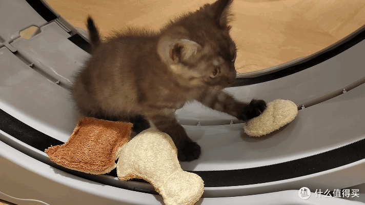 单挑6猫？满血开挂数码智慧养宠攻略，你和我之间就差这4件神器！