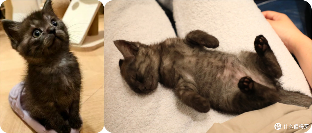 单挑6猫？满血开挂数码智慧养宠攻略，你和我之间就差这4件神器！