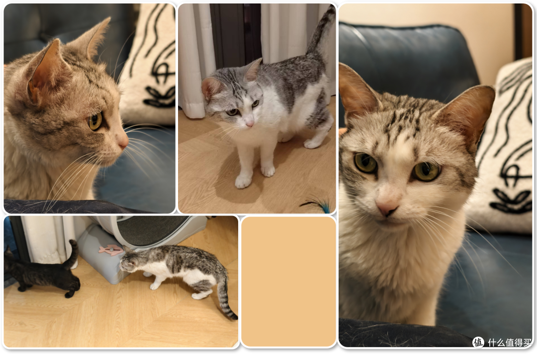 单挑6猫？满血开挂数码智慧养宠攻略，你和我之间就差这4件神器！