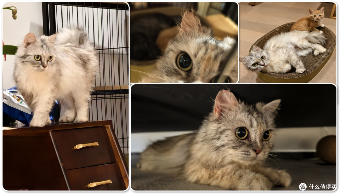 单挑6猫？满血开挂数码智慧养宠攻略，你和我之间就差这4件神器！