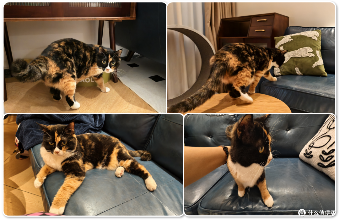 单挑6猫？满血开挂数码智慧养宠攻略，你和我之间就差这4件神器！