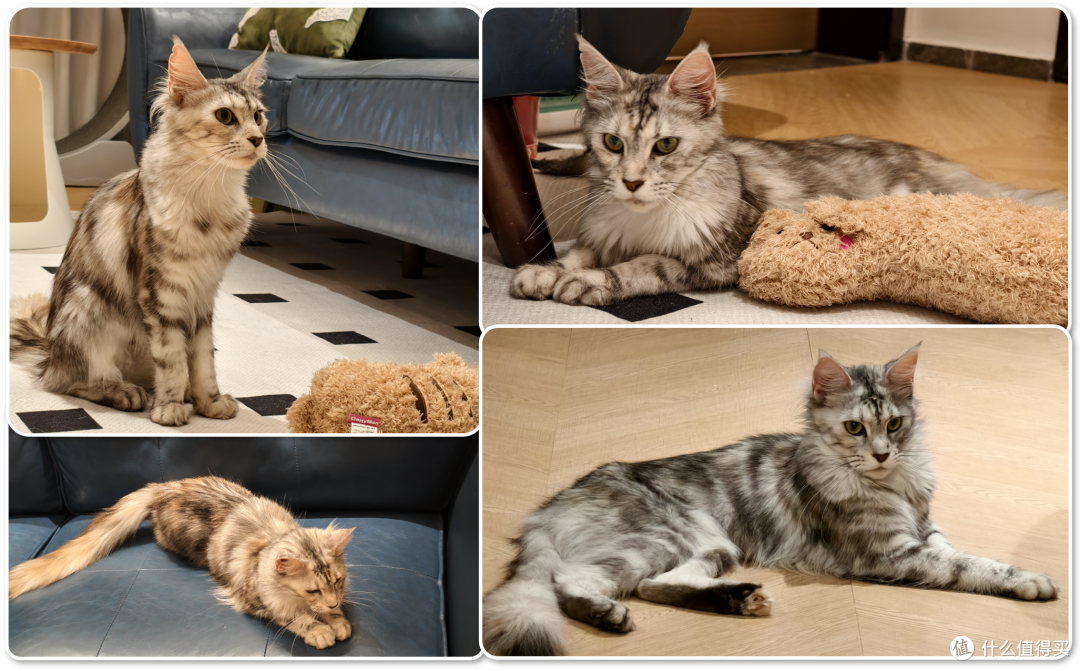 单挑6猫？满血开挂数码智慧养宠攻略，你和我之间就差这4件神器！