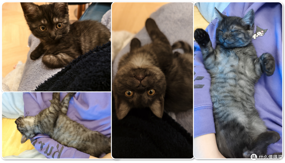 单挑6猫？满血开挂数码智慧养宠攻略，你和我之间就差这4件神器！