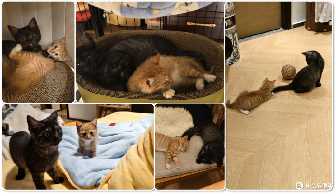 单挑6猫？满血开挂数码智慧养宠攻略，你和我之间就差这4件神器！