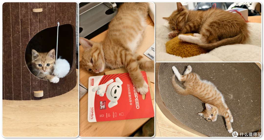 单挑6猫？满血开挂数码智慧养宠攻略，你和我之间就差这4件神器！
