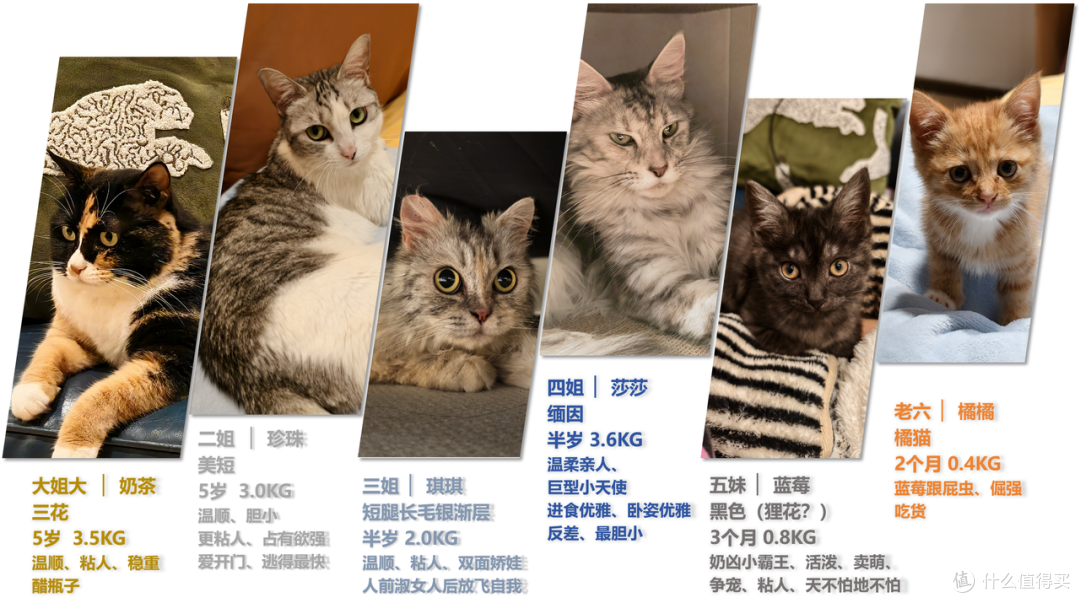 单挑6猫？满血开挂数码智慧养宠攻略，你和我之间就差这4件神器！