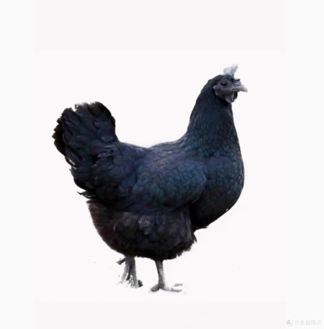 正宗五黑鸡活苗,源自专业种禽孵化基地