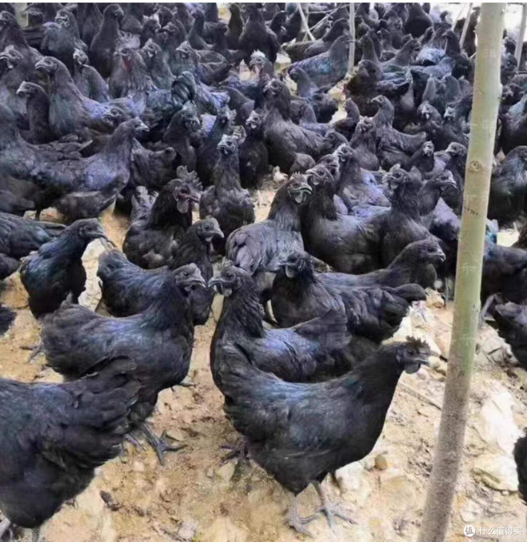 正宗五黑鸡活苗,源自专业种禽孵化基地